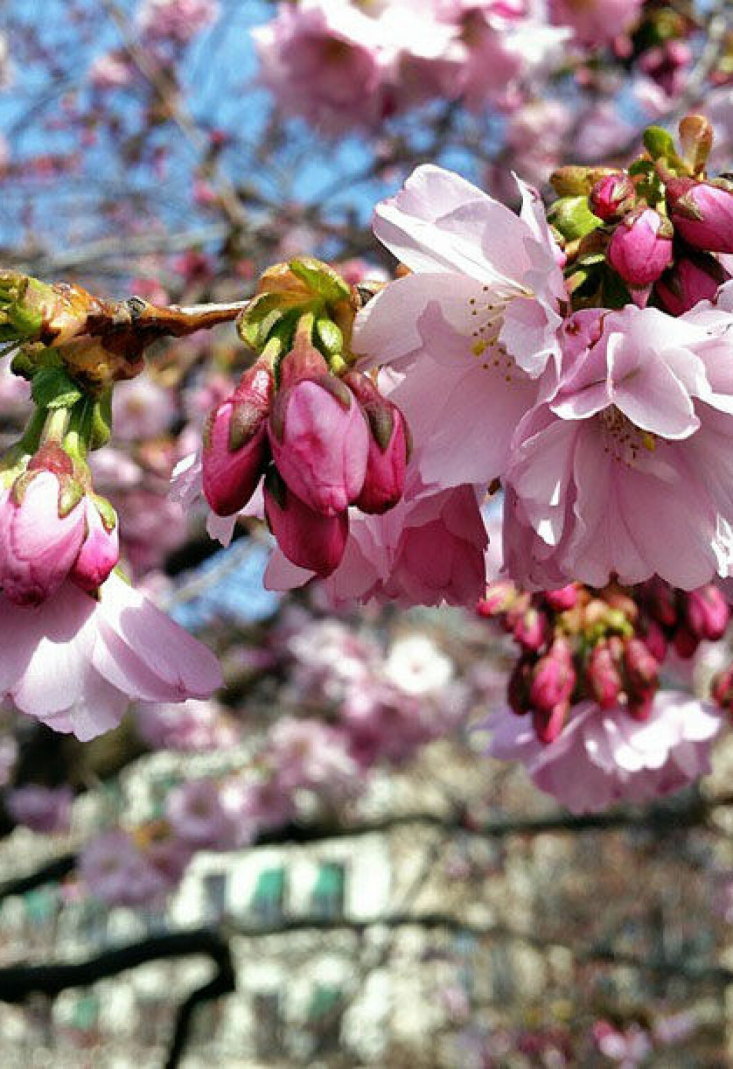 Foto: Aspen via <a href="http://hl-keramik.dk/HL/Nyheder/INR_/_Aspen.aspx" target="_blank" rel="noopener">hl-keramik.dk</a>