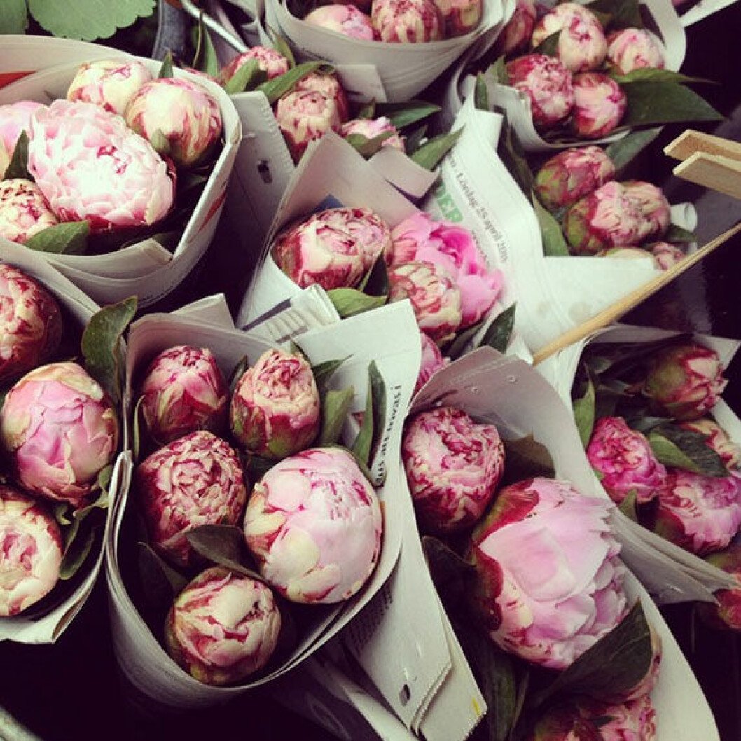 bara-blommor-pioner-i-papper