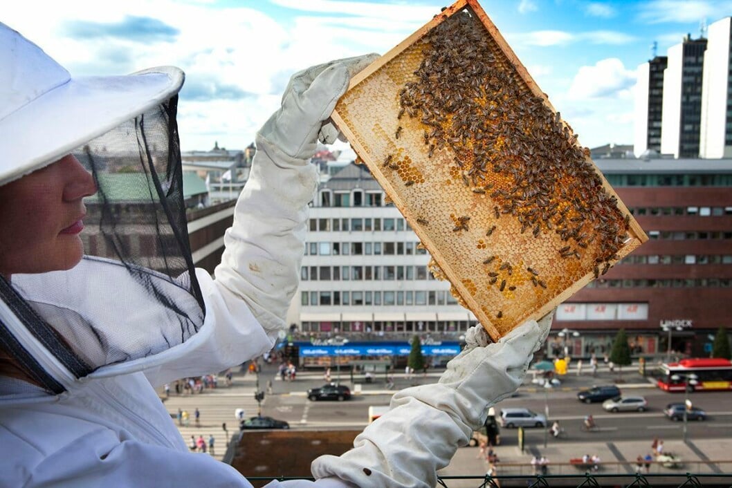 Karolina Lisslö & Josefina Oddsberg är biodlare och grundarna av Bee Urban. Dom hoppas kunna sprida kunskap om binas betydelse för människan. 