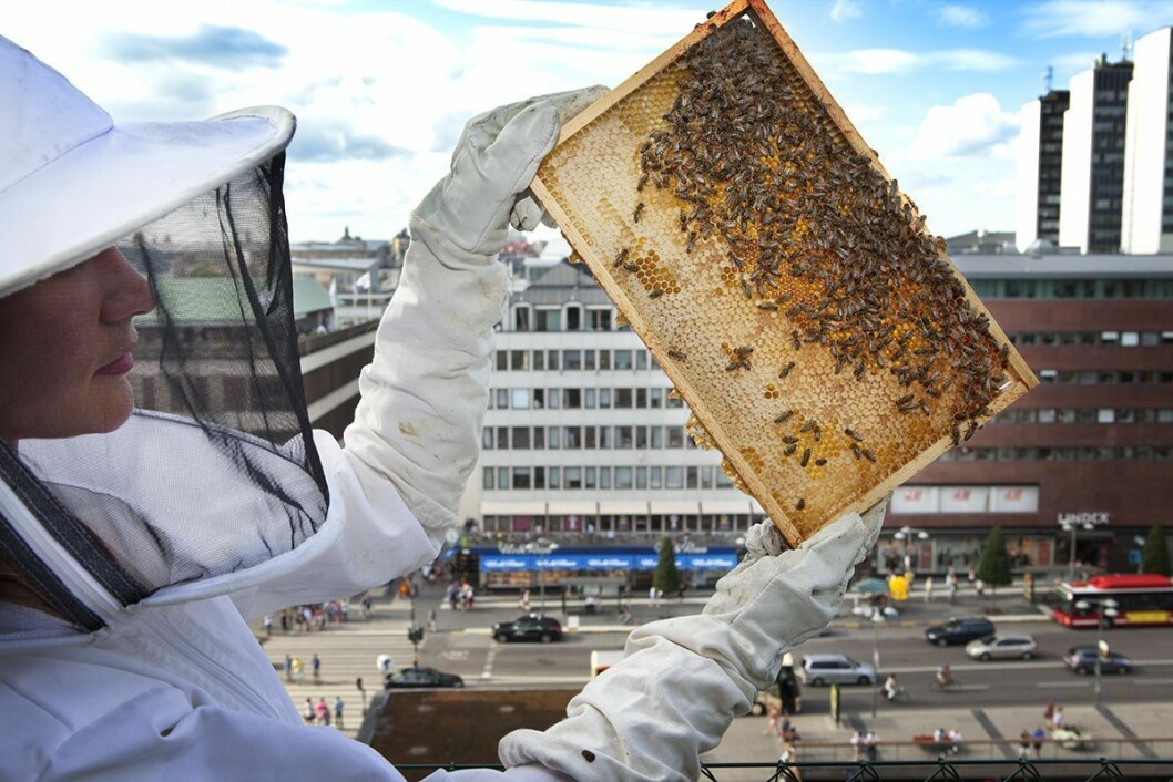 Karolina Lisslö & Josefina Oddsberg är biodlare och grundarna av Bee Urban. Dom hoppas kunna sprida kunskap om binas betydelse för människan.