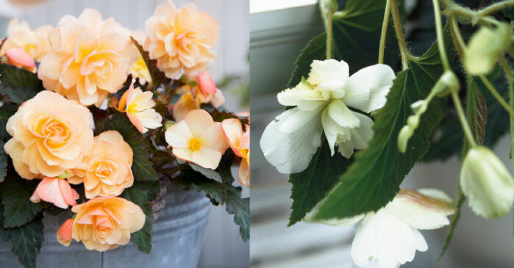 Begonian finns i många fina färger. Bild: Blomsterfrämjandet/Lena Granefelt begonia