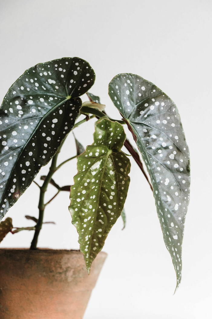 Forellbegonian har karakteristiskt prickiga blad. Foto: Shutterstock