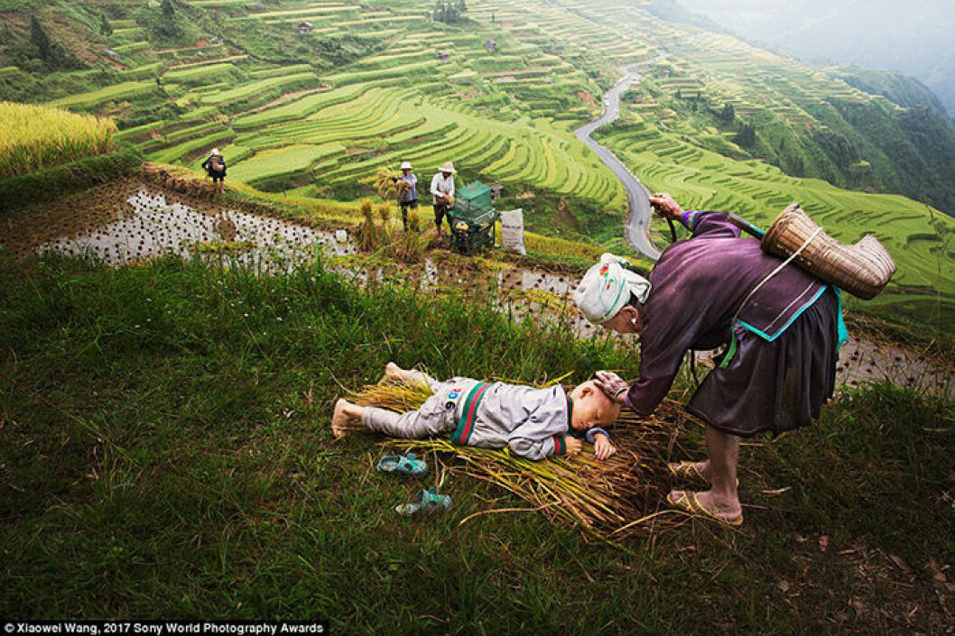 I Guizhou, Kina, tittar den 90-åriga kvinnan till sitt barnbarn som ligger och vilar medan familjen skördar. Fotograf: Xiaowei Wang