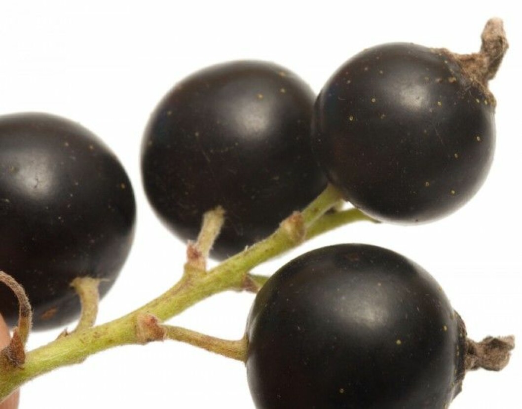 Vinbär.<br>Vinbär är riktiga hälsobär som smakar gott och är rika på C-vitamin och antioxidanter. Den lila eller mörkröda nyansen är särskilt bra för ögonen och hjärnan och kan förebygga hjärt- och kärlsjukdomar. Men de innehåller också kalium som är bra mot högt blodtryck. Vinbär. Vinbär är riktiga hälsobär som smakar gott och är rika på C-vitamin och antioxidanter. Den lila eller mörkröda nyansen är särskilt bra för ögonen och hjärnan och kan förebygga hjärt- och kärlsjukdomar. Men de innehåller också kalium som är bra mot högt blodtryck.