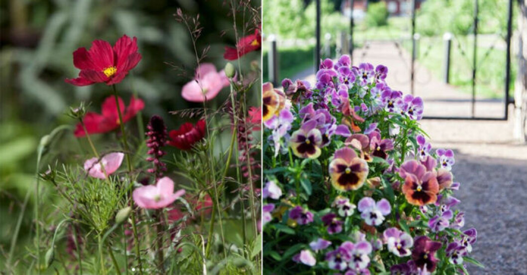 Vackra blommor i kruka lyfter intrycket snabbt. Bildkälla: Blomsterlandet. Blommor