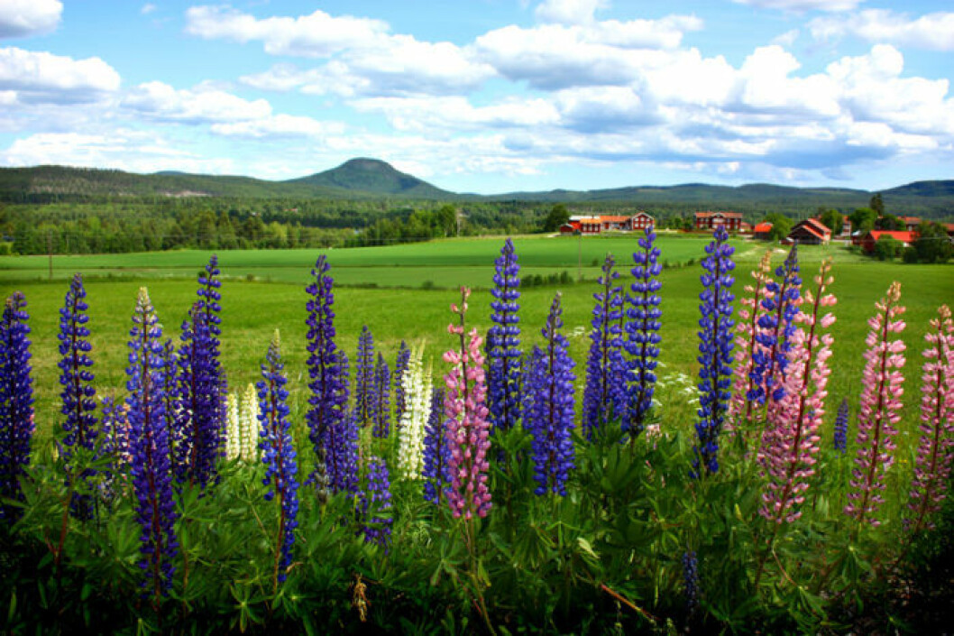 Blomsterlupiner i blommning. Bild: Peter Nordahl / IBL Bildbyrå Blomsterlupiner i blommning på äng framför Järvsöklack.