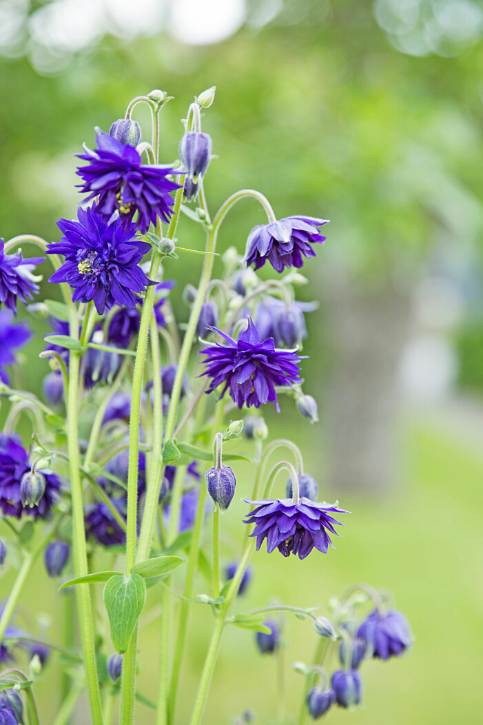 ’Blue Barlow’. ’Blue Barlow’.