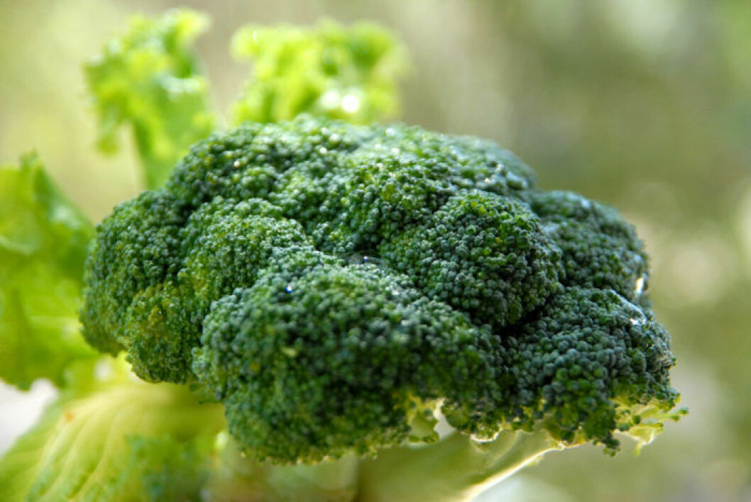 <strong>BROCCOLI</strong>. Middagstips! <a href="https://bydiadonna-master.femina.se/broccolisoppa-med-rosmarin-och-vitlok/" target="_blank">Broccolisoppa med rosmarin och vitlök</a>. Broccoli