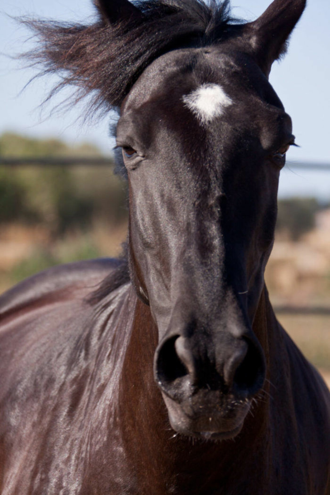 Caballo-Menorquin