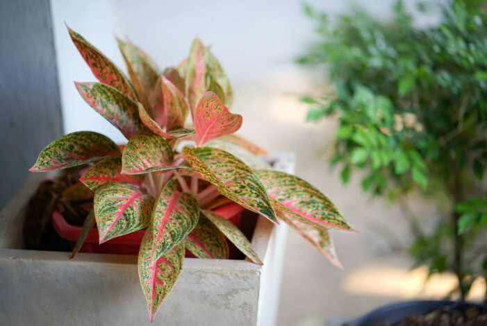 Caladium i en fin rosa och grön tappning. Foto: Shutterstock