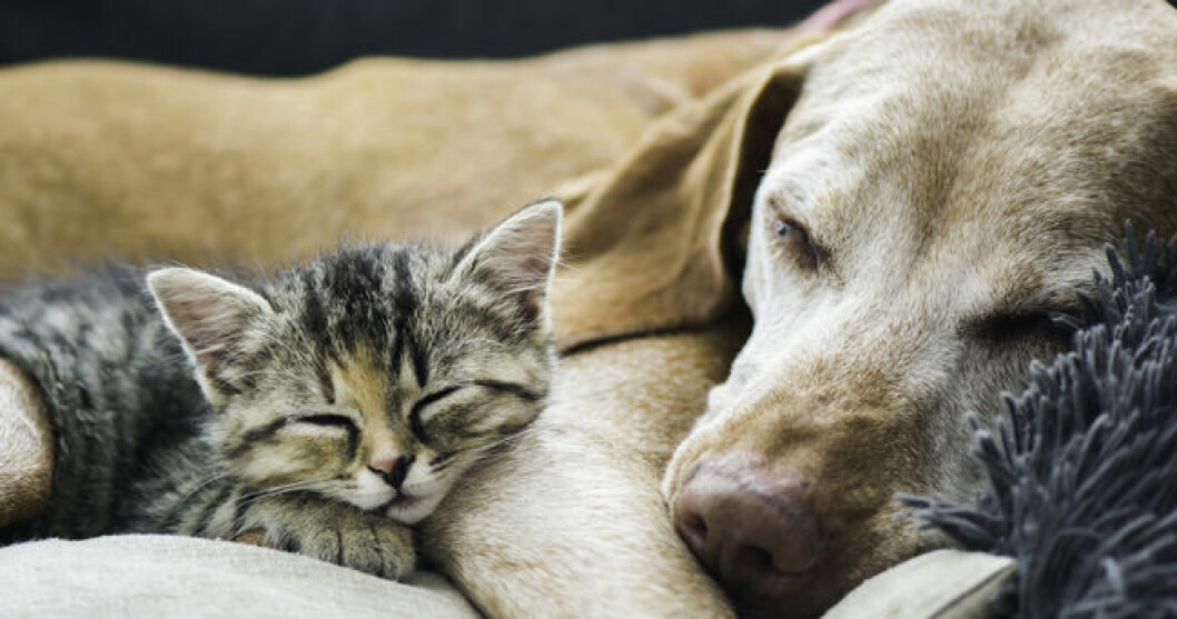 10 saker som din katt eller hund inte ska äta
