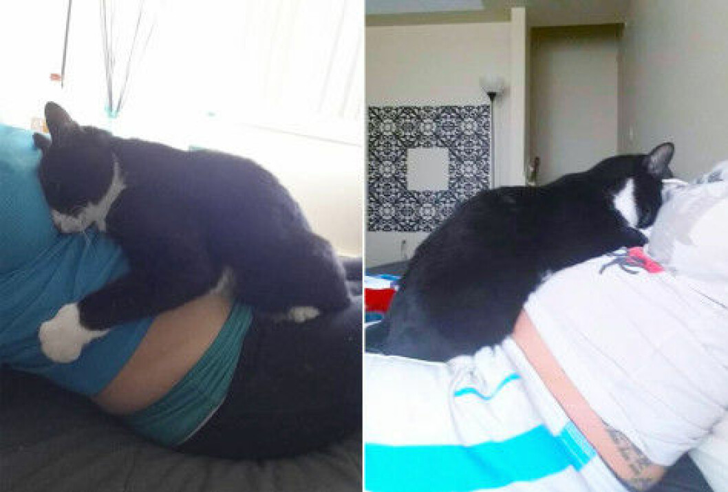 cat-panda-belly2
