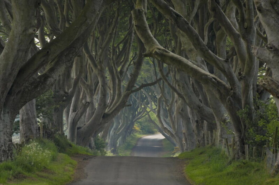 En bild på allén Dark Hedges, som finns på Nordirland.