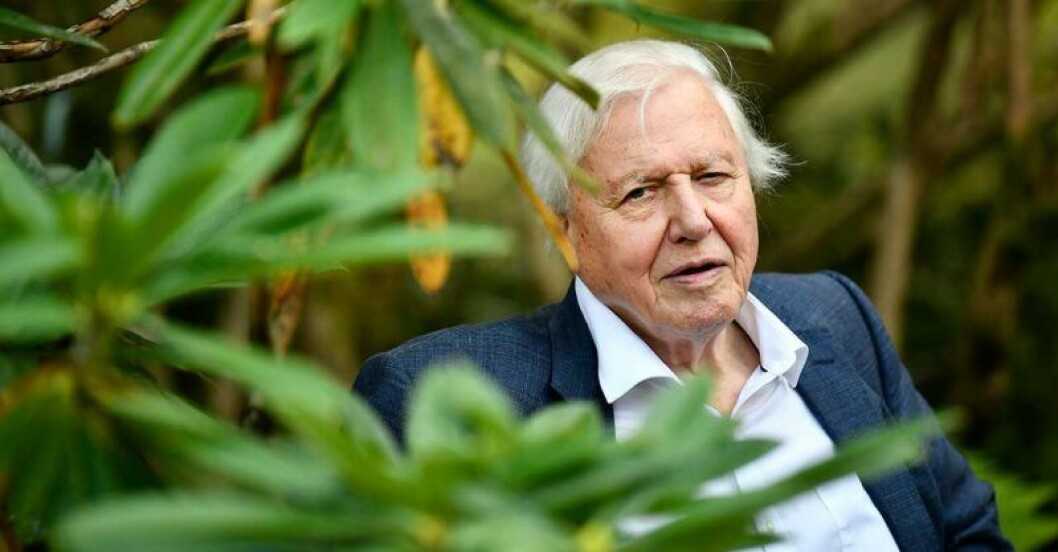 Älskad för sin röst. Sir David Attenborough, 92, i Netflix nya satsning Our Planet. David Attenborough I Netflix nya serie Our Planet