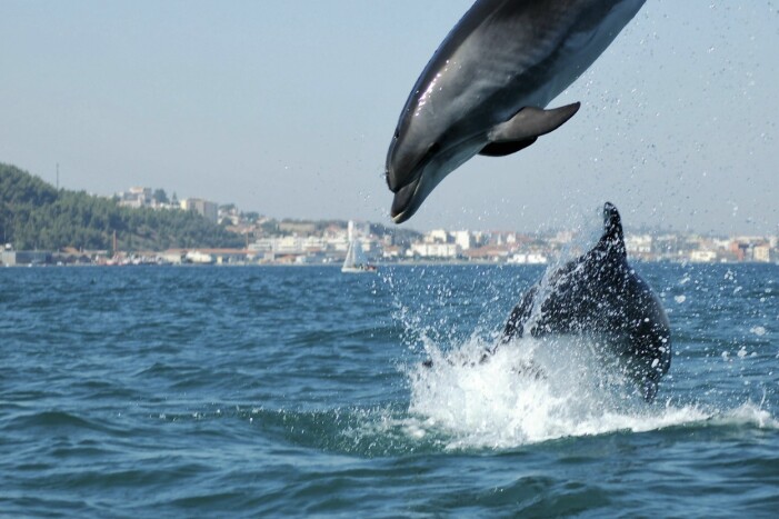 Delfinerna är tillbaka i Lissabon. Delfiner som leker.