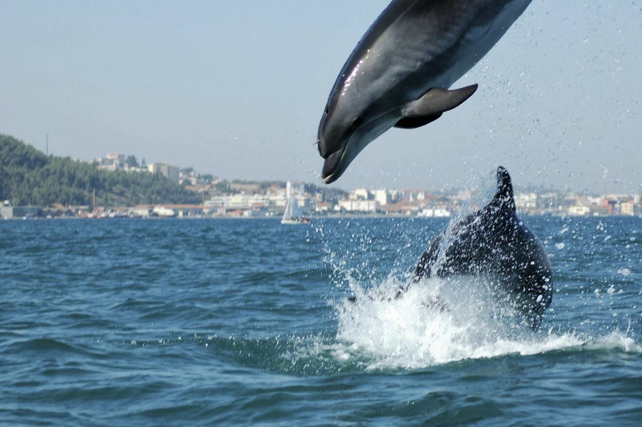 Delfiner som leker.