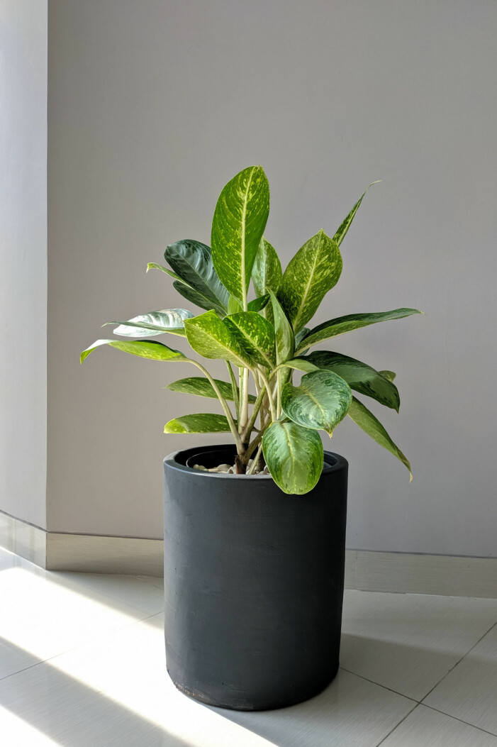 Dieffenbachia har fina grönvita blad och kan växa sig stor inomhus. Foto: Shutterstock