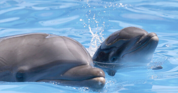 Det vackra djuret som fått ge namn till den senaste trenden på makeupfronten - dolphin skin.