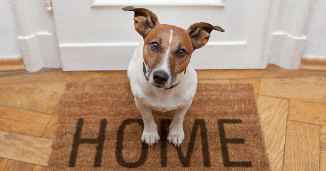 <em>Foto: Shutterstock </em> dorrmatta