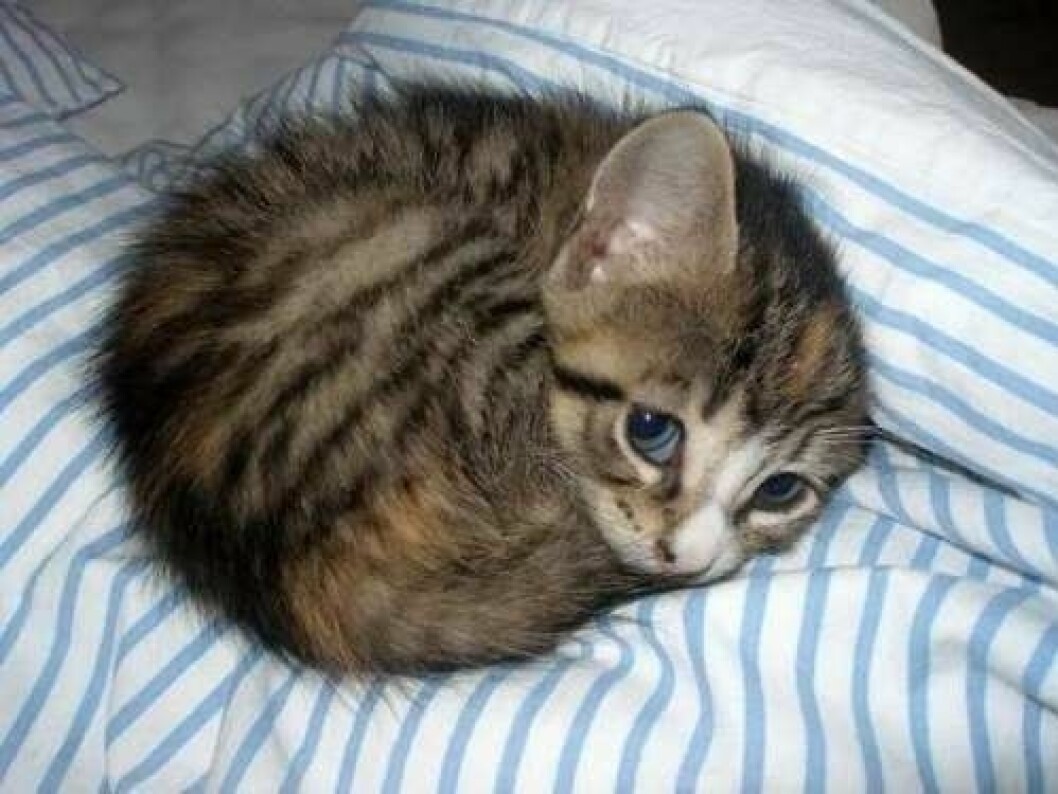 via: <a href="http://imgur.com/r/aww/O2WhkzI">imgur</a> enhanced-23752-1396643152-1