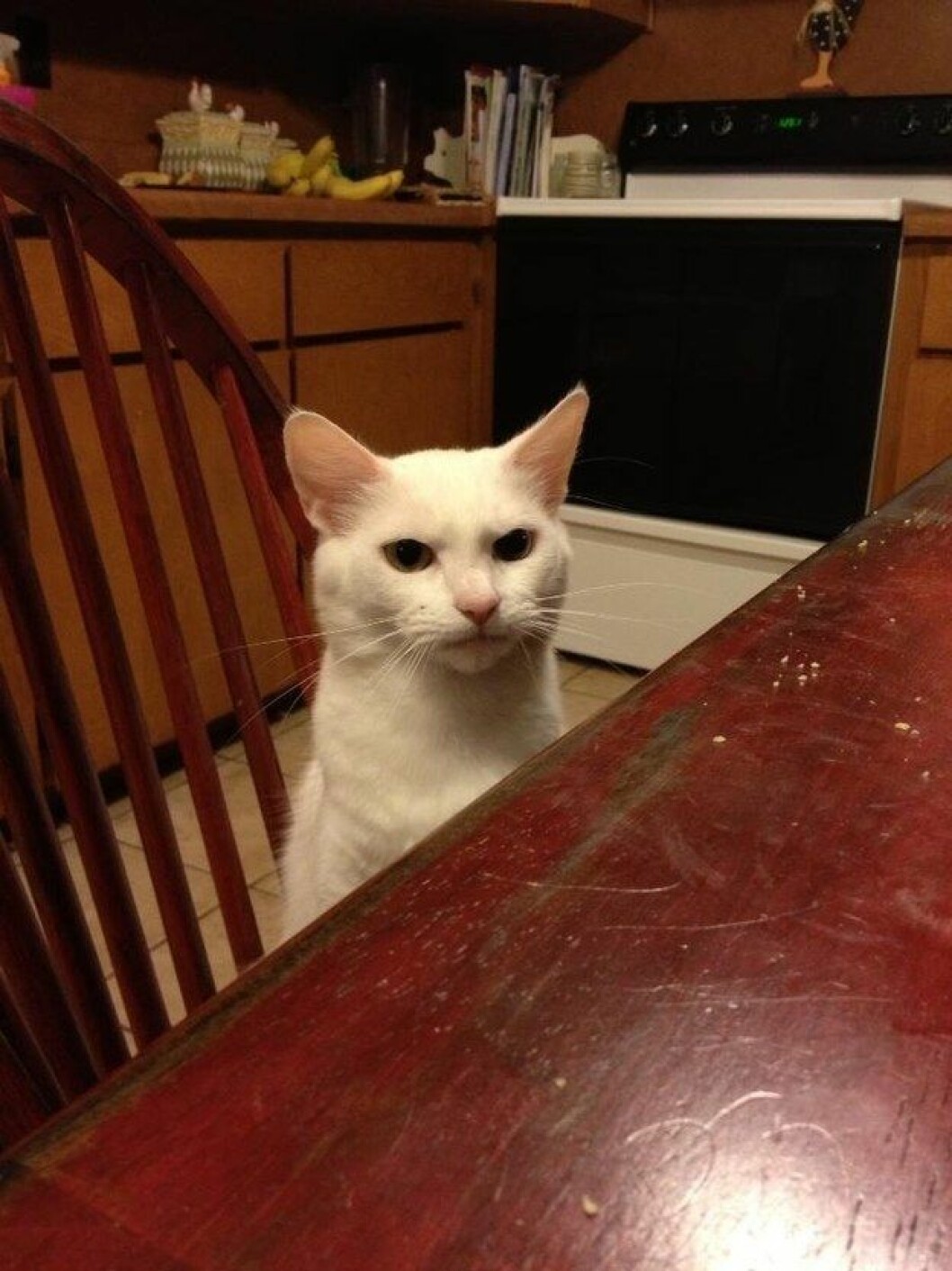 Via: <a href="https://www.reddit.com/r/aww/comments/17mk8r/my_friend_has_her_own_version_of_grumpy_cat/" target="_blank">Reddit</a> kattbilder