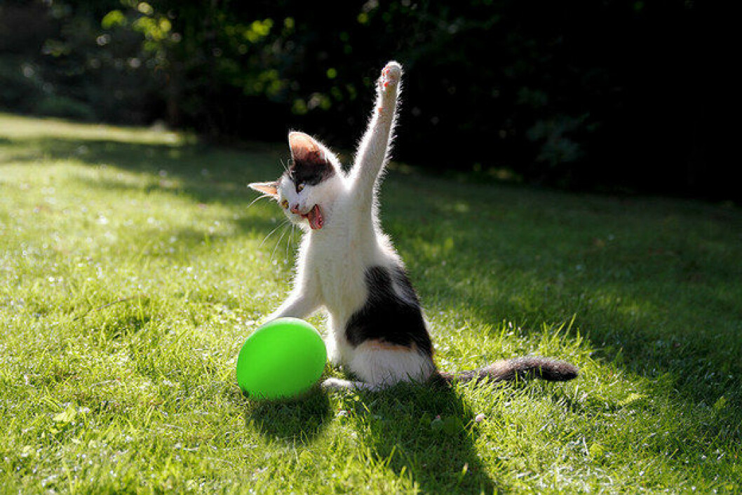 via: <a href="https://www.reddit.com/r/photoshopbattles/comments/1m8vj6/cat_killing_the_balloon/">reddit</a> enhanced-12370-1396642688-8