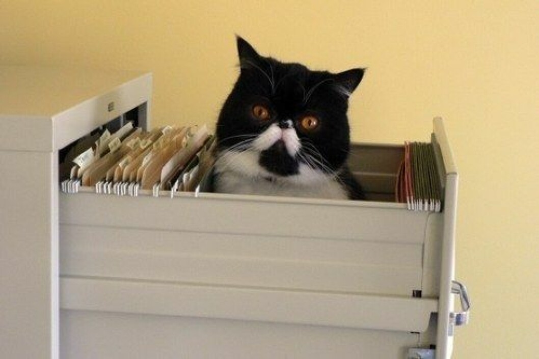 via: <a href="http://cuteoverload.com/2009/05/14/alfabeticat/">cuteoverload</a> enhanced-buzz-8869-1397081159-22