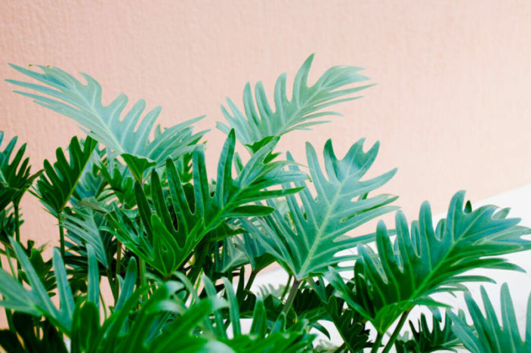 Filodendron. Bild: IBL Bildbyrå