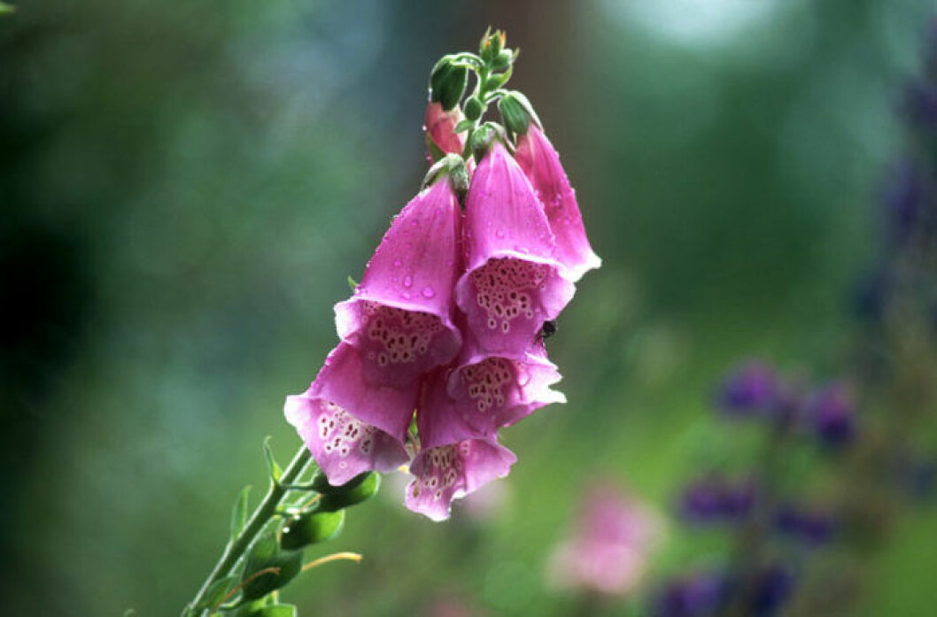 Fingeborgsblomma. Bild: Sven-Erik Nord/Naturfotograferna/IBL Bildbyrå