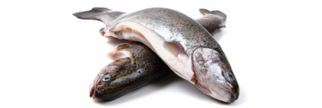 fisk