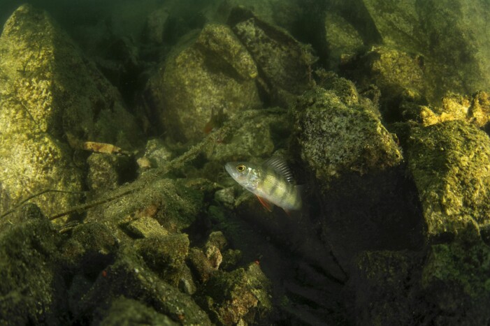 Än finns det hopp för Östersjön. Fisk bland stenar.