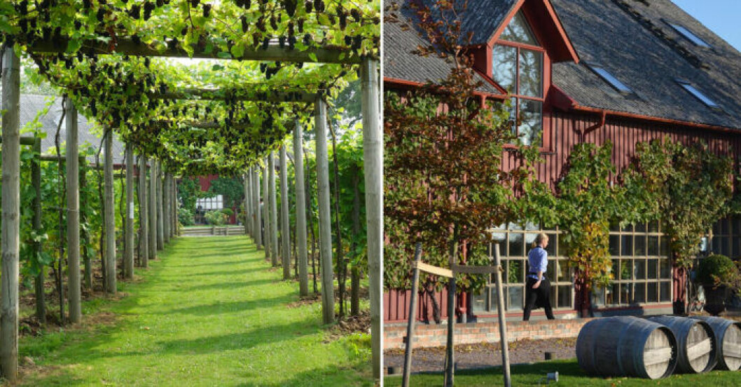 Exteriör och vinrankor Flädie