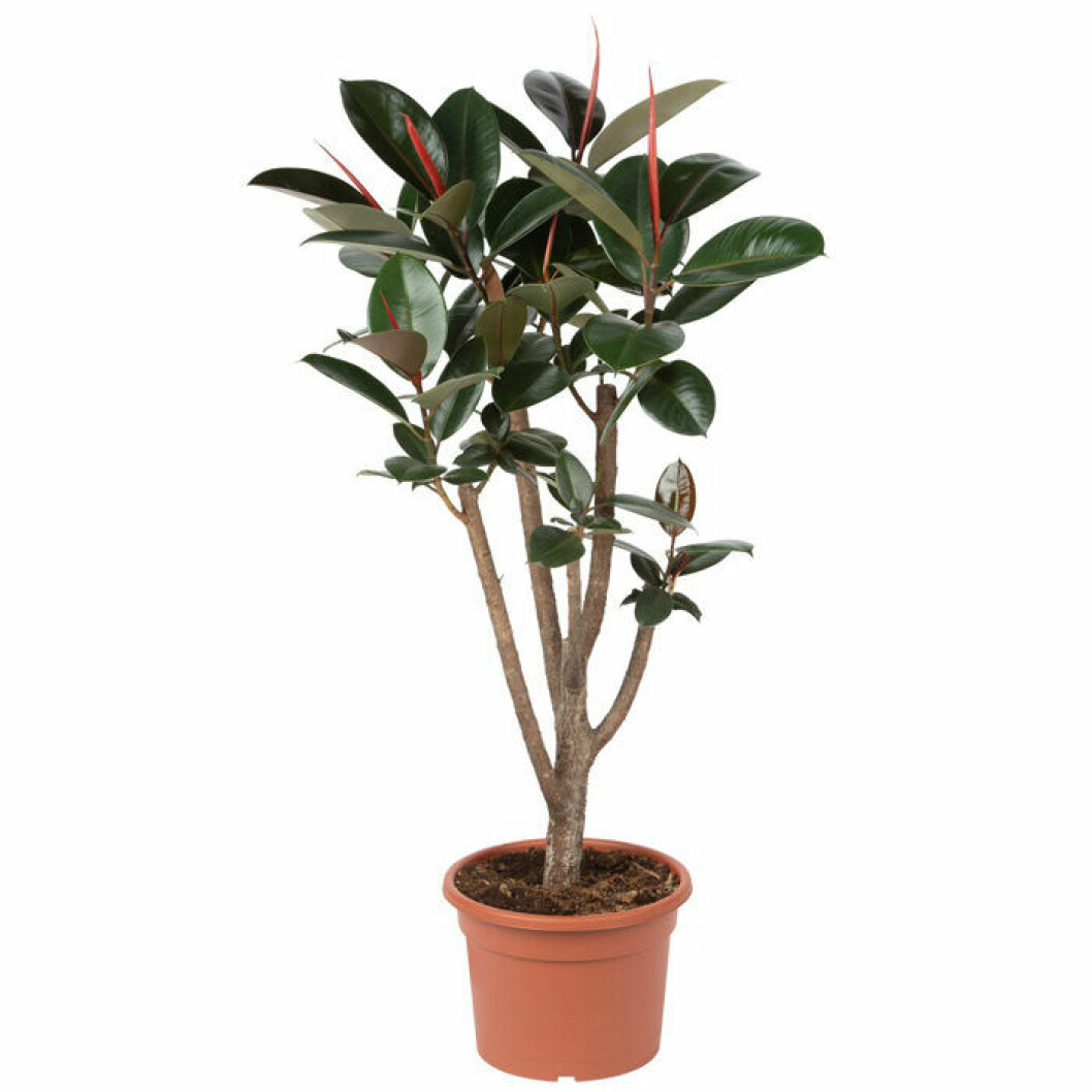 Fönsterfikusen finns i flera olika storlekar. Foto: Plantagen Fönsterfikusen är en trendig inomhusväxt 2019