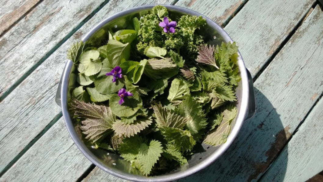 Foraging innebär att man tar tillvara på maten som växer runt husknuten. Foto: IBL A metal bowl of foraged edible flowers and plants from the home garden of nettles, violets, spinach on a vintage wooden table in the sunshine in Summer.