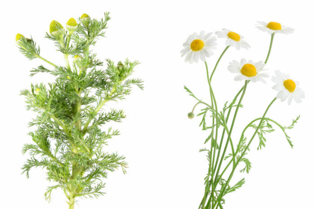 Foto: IBL Gatkamomill blommor och knoppar.