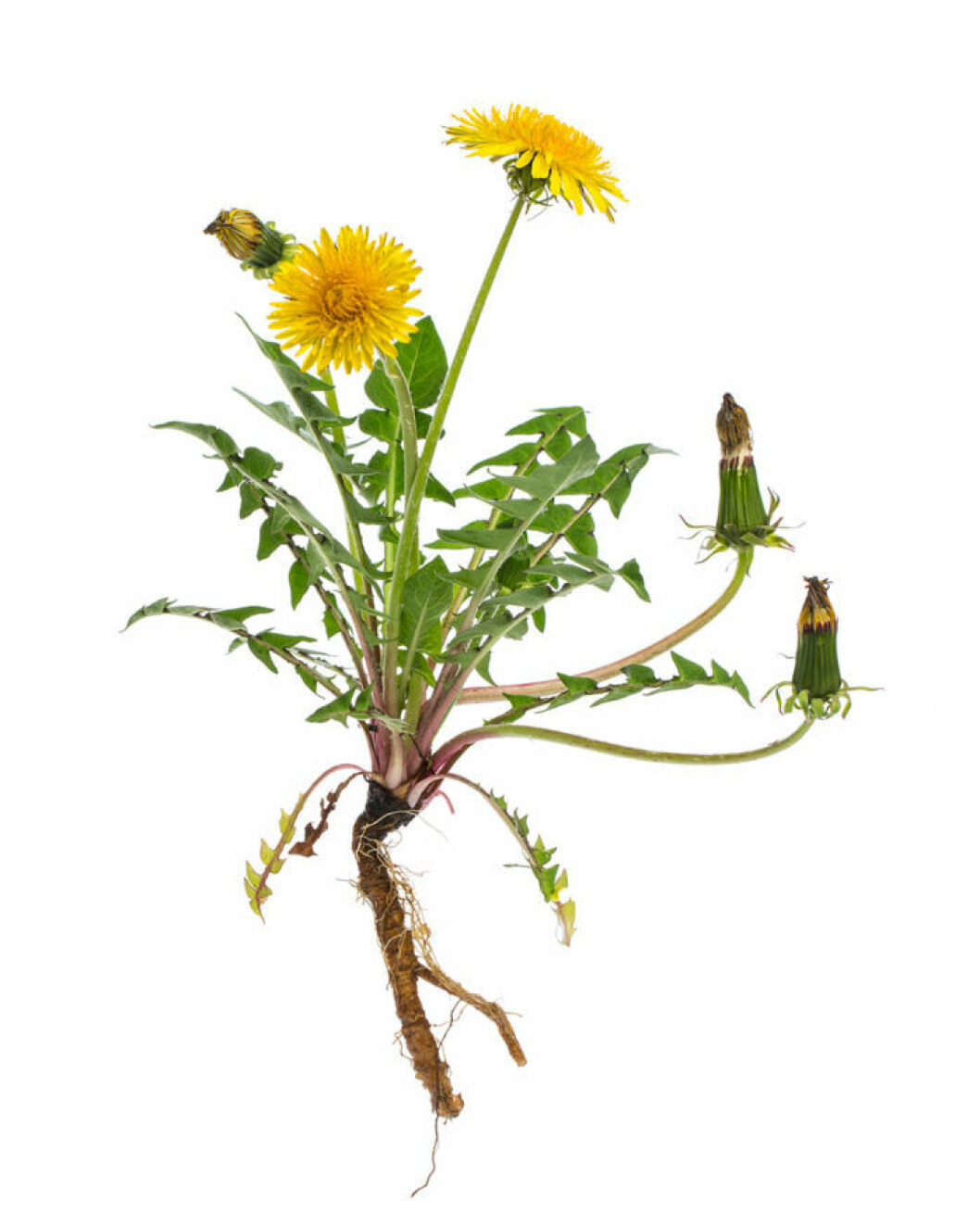 Foto: IBL Maskros med rötter, blad, knoppar och utslagna blommor.