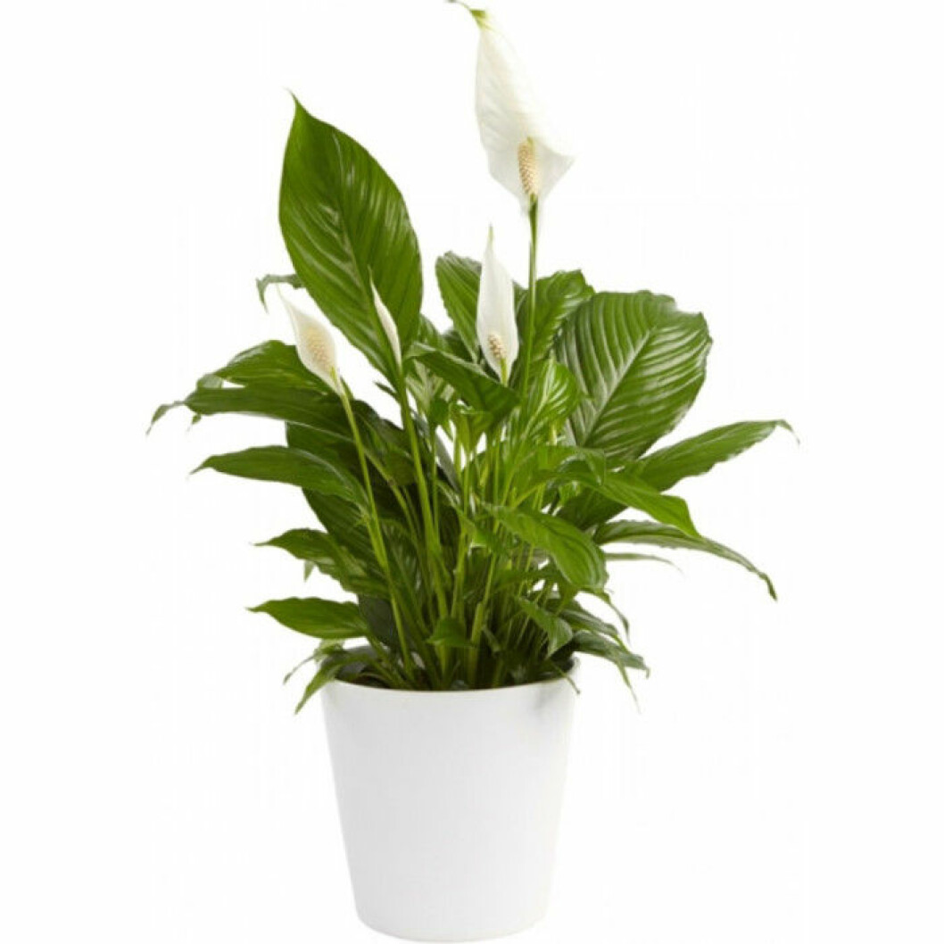 Fredskalla, via: plantagen.se Fredskalla, via: plantagen.se