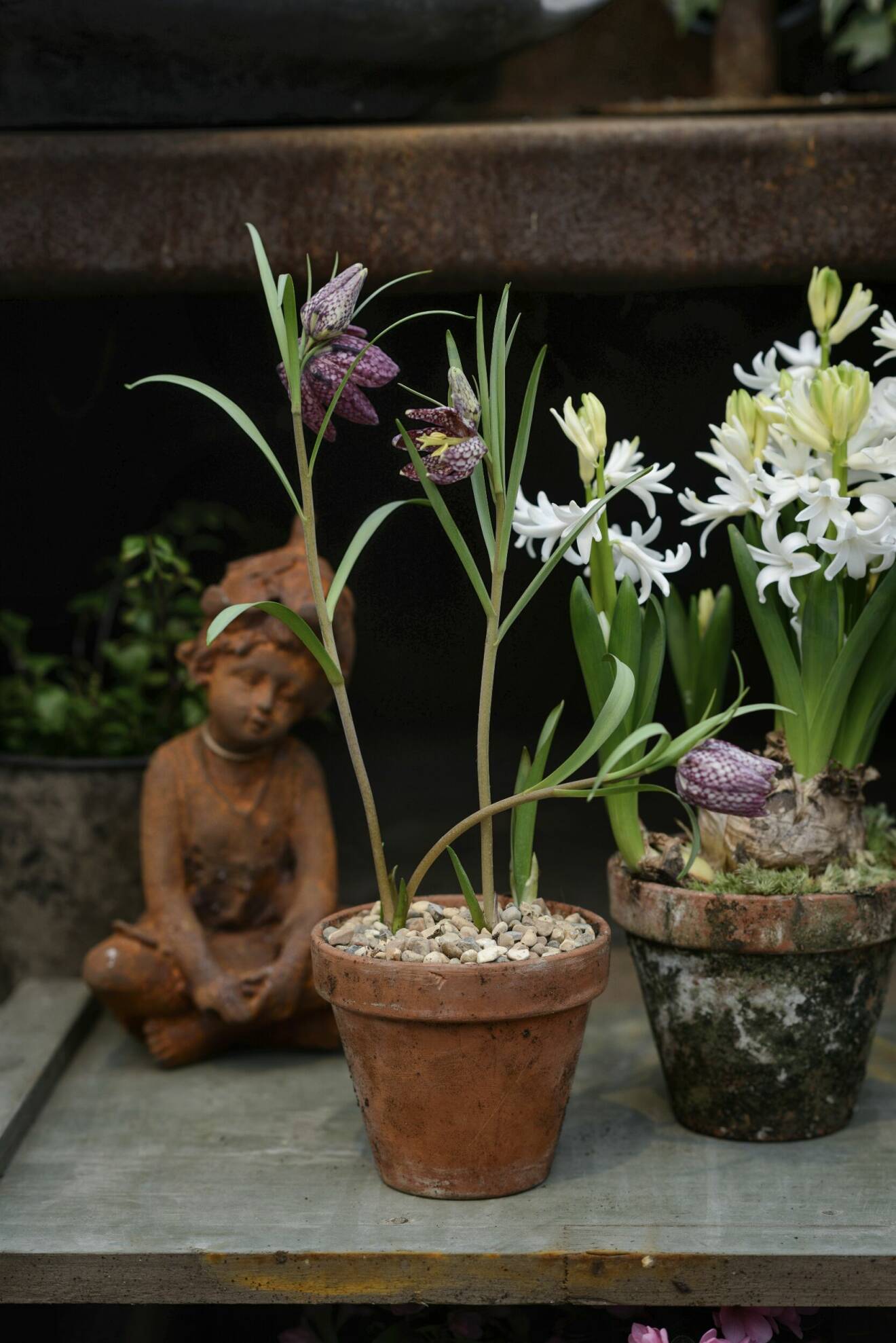 Frosttåliga blommor, hyacint och kungsängslilja.
