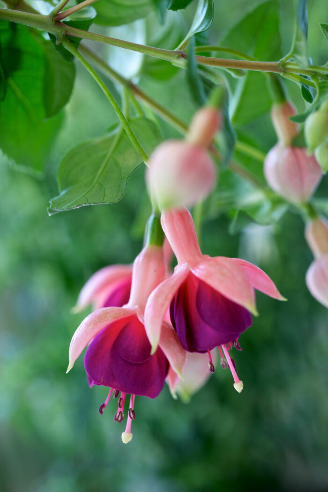 Den skarpt rosa fuschian livar upp i mörka hörn. Fuchsia
