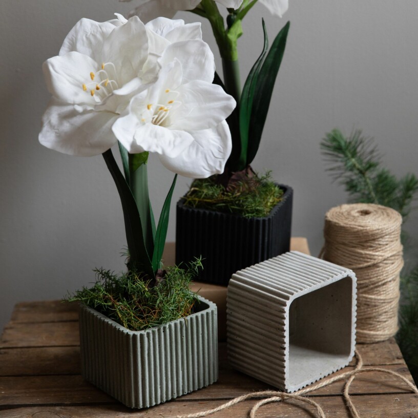 Våga satsa på julblommor i år – det finns allt från vitt och ljusa persikotoner till klassiskt rött att välja på. Foto: Granit