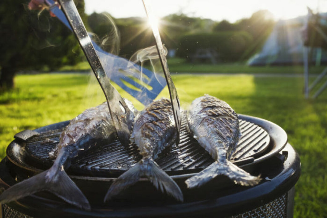 Grillad makrill är ett värdigt alternativ på grillen. Bild: IBL Grillad makrill är ett värdigt alternativ på grillen