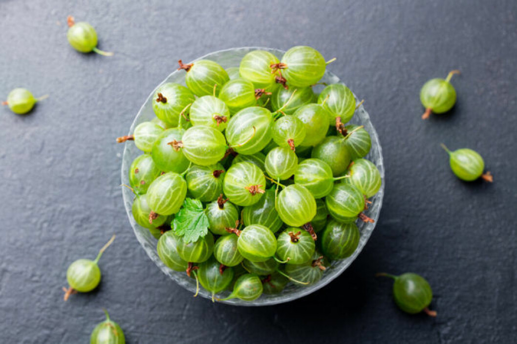 Bild: Shutterstock/IBL Gröna krusbär i skål.