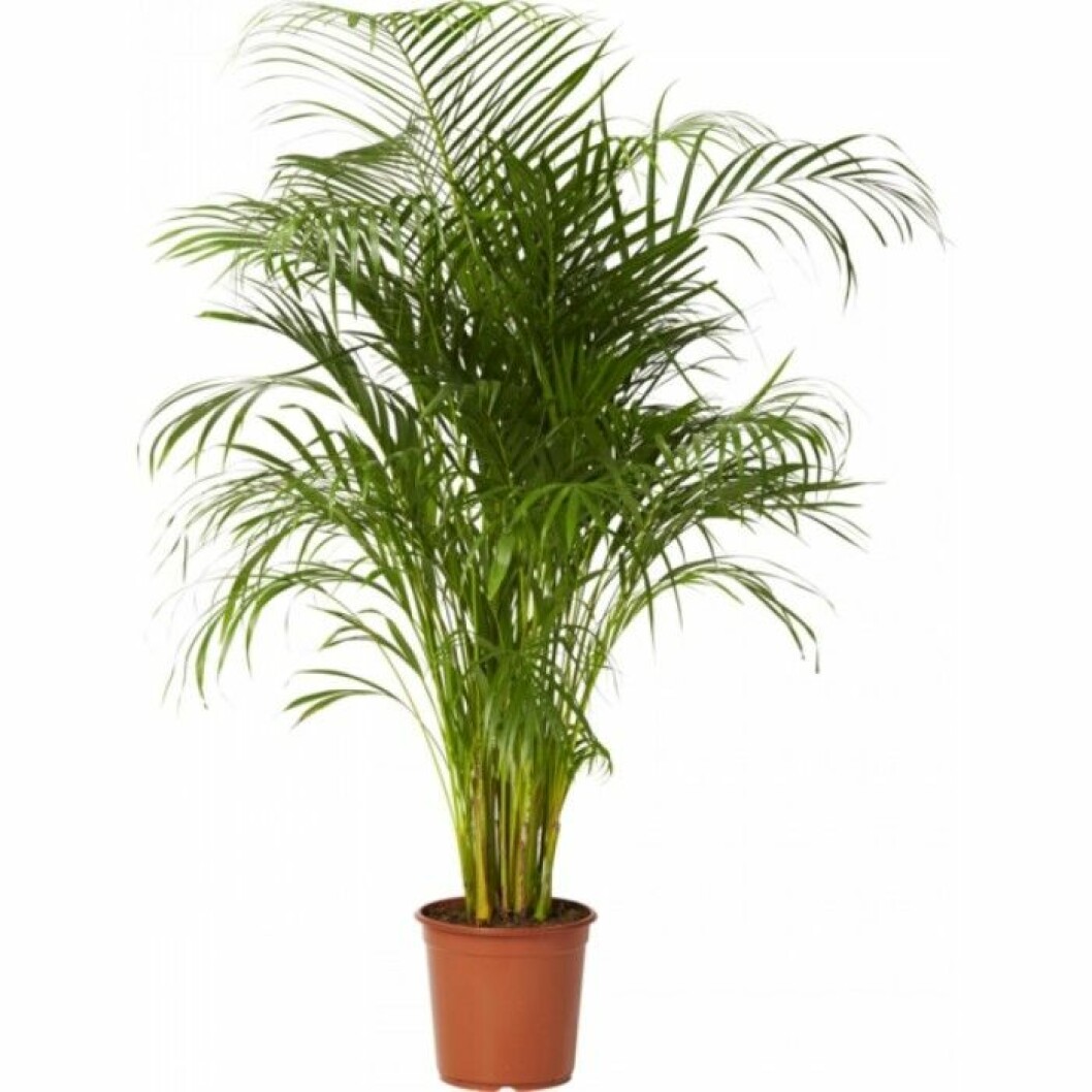 guldpalm
