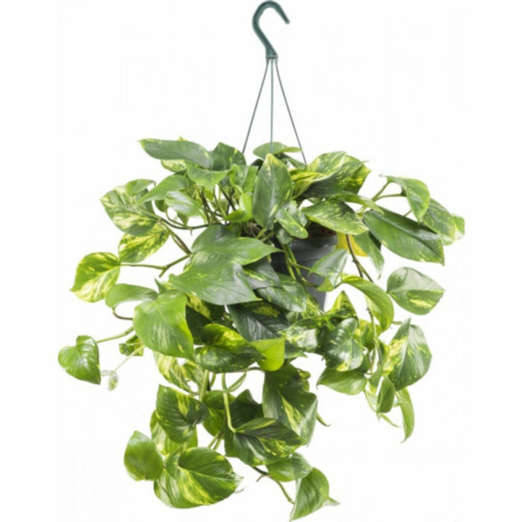 Via: plantagen.se Via: plantagen.se