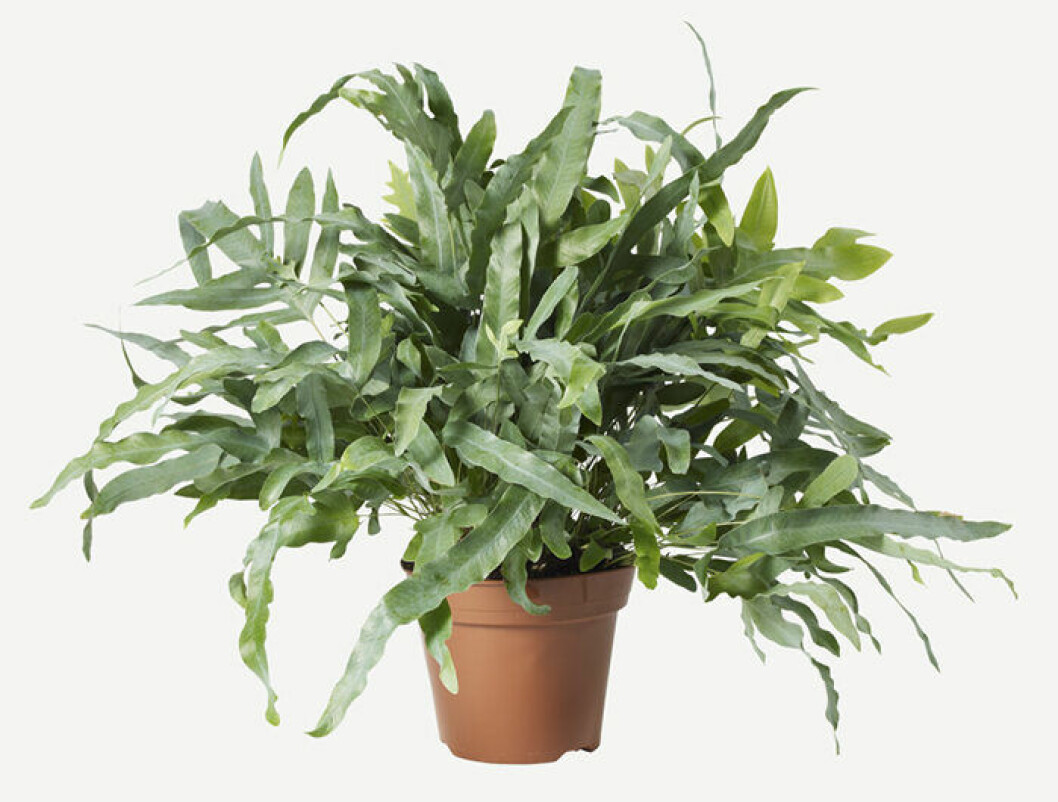 Hartassbräken är lättskött och snygg i hemmet. Foto: Plantagen Hartassbräken är en trendig växt 2019