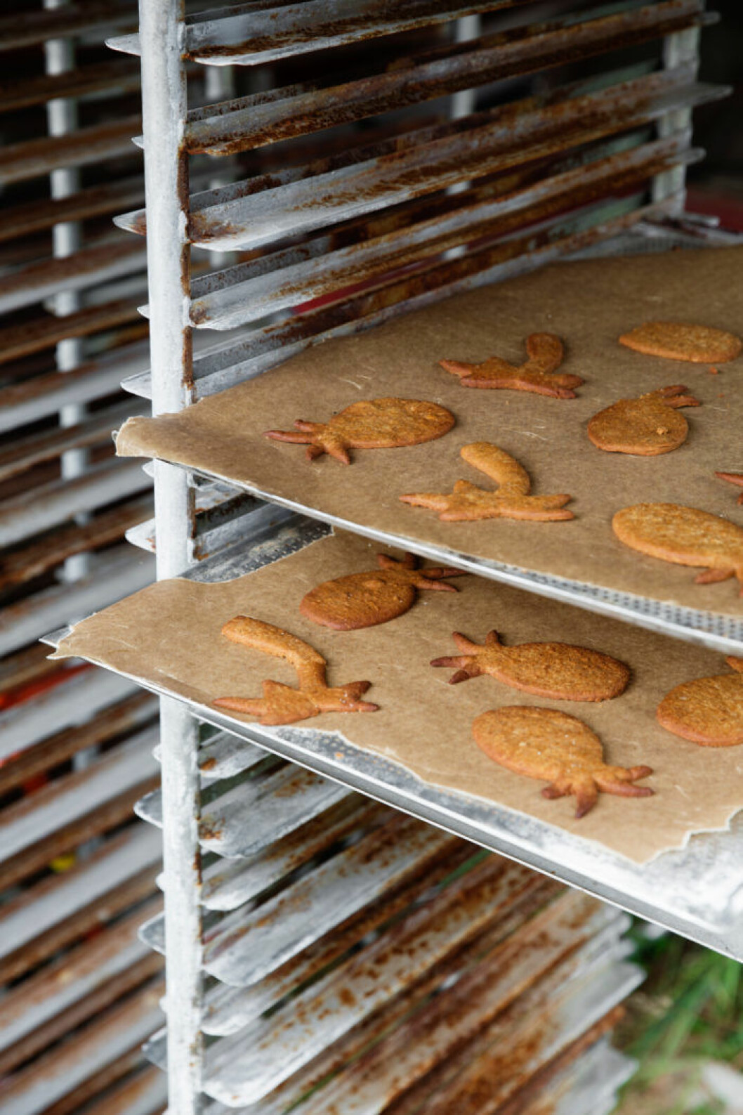 Hemp_gingerbread