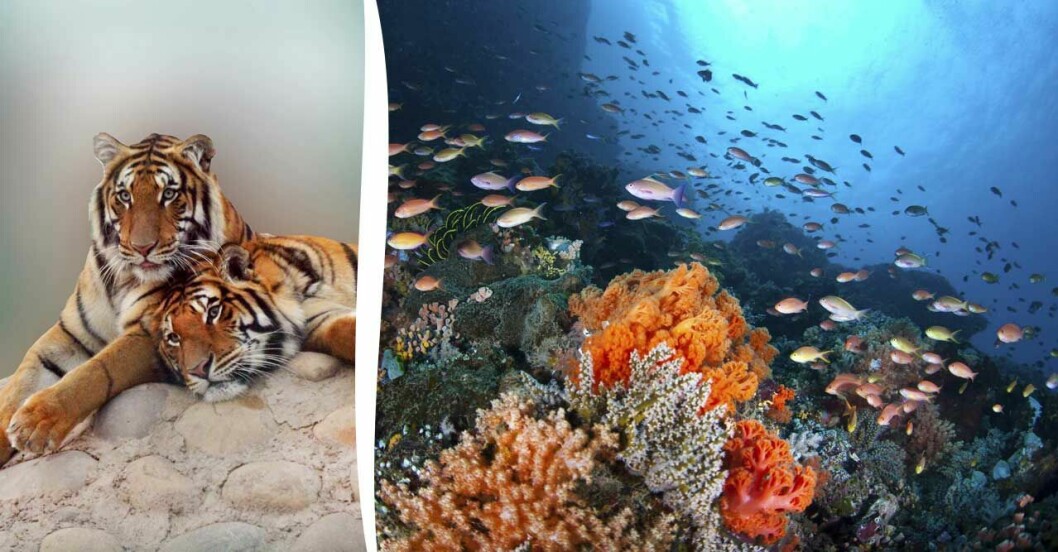 Tigrar och korallrev.