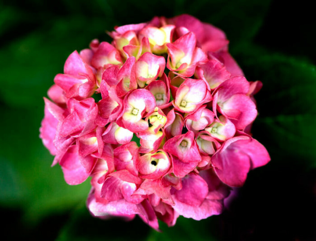 Hortensia. Bild: Nicky Johnston/IBL Bildbyrå