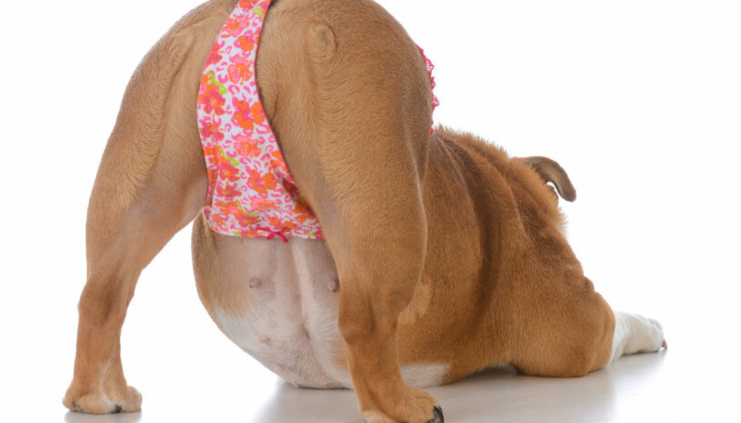 Hund bär trosa