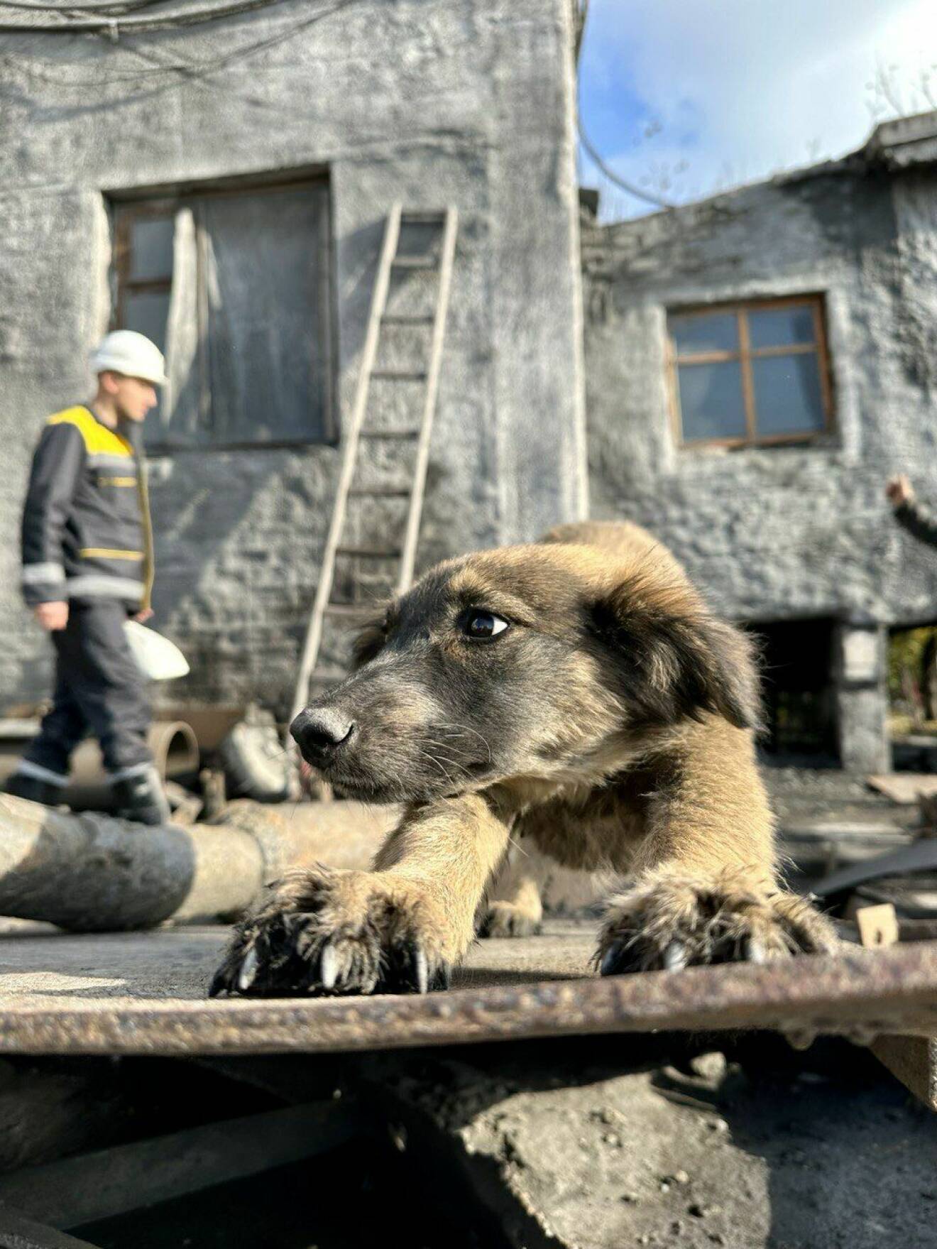 En söt hund i Ukraina.